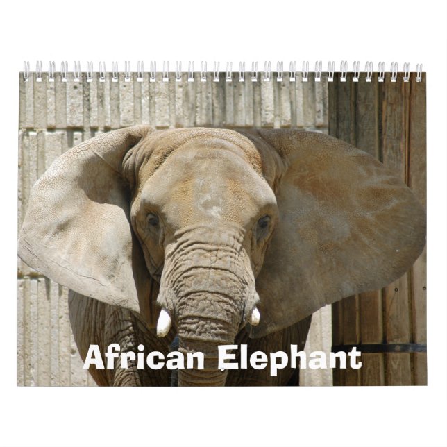 Calendrier African_Elephant_005, éléphant africain (Protection)