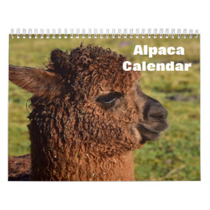 Calendrier Alpaca 2025