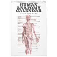 Anatomie humaine Diagramme Médicale Science de la