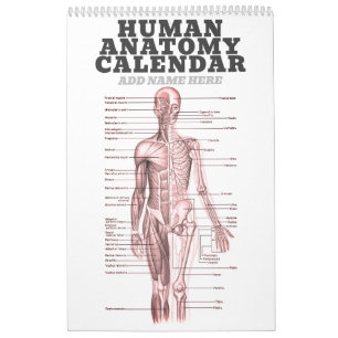 Calendrier Anatomie humaine Diagramme Médicale Science de la