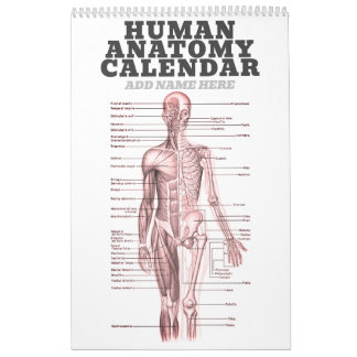 Calendrier Anatomie humaine Diagramme Médicale Science de la 