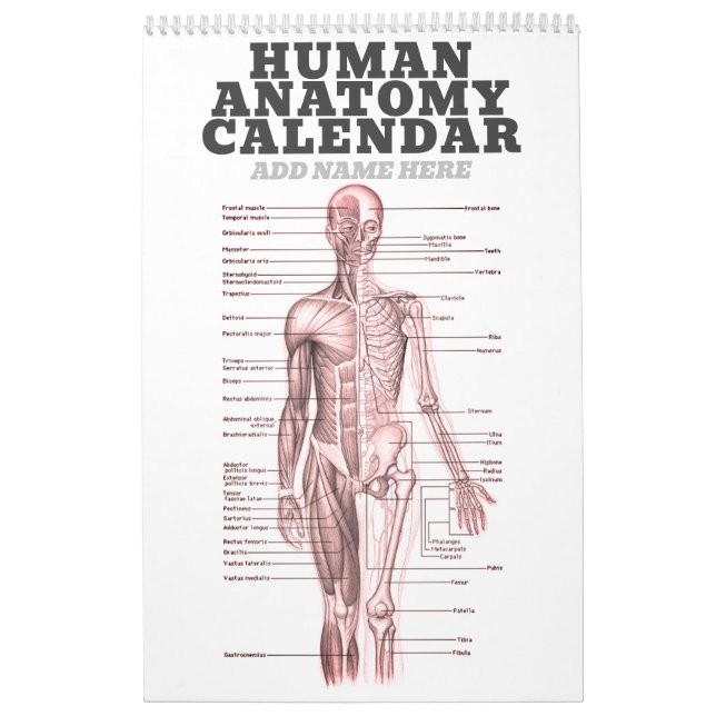 Calendrier Anatomie humaine Diagramme Médicale Science de la  (Protection)