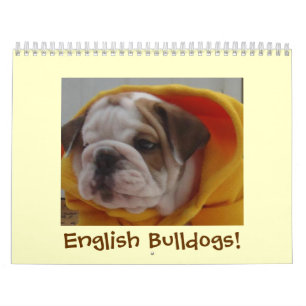 Calendrier anglais de bouledogues !