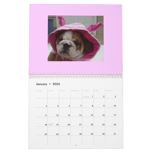 Calendrier anglais de bouledogues ! (Jan 2026)