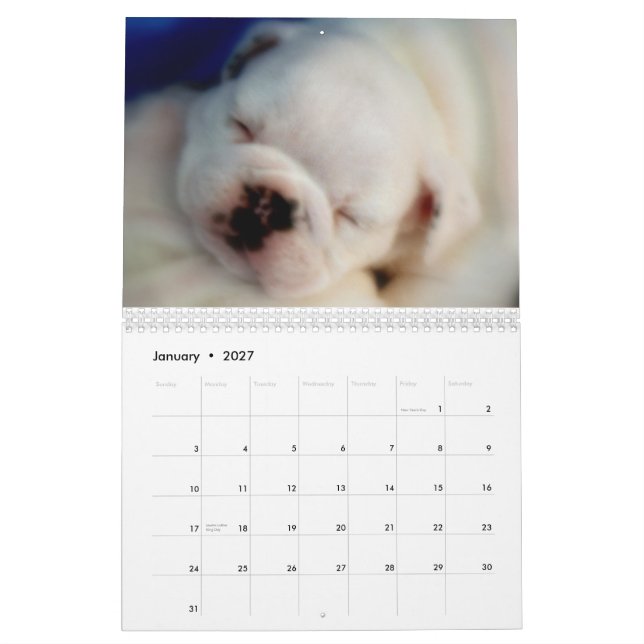 Calendrier anglais des chiots 2013 de bouledogue (Jan 2027)