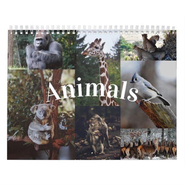 Calendrier animal 2020 Accueil/Bureau Calendrier m (Protection)
