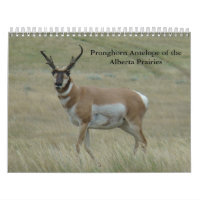Calendrier Antilope d'Amérique C11