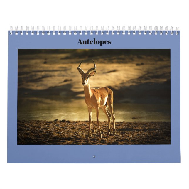 Calendrier Antilopes (Protection)