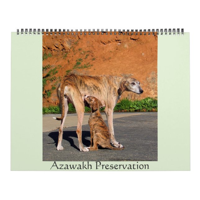 CALENDRIER AZAWAKH 2016 (Protection)