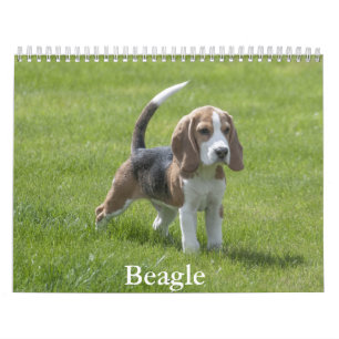 Calendrier beagle