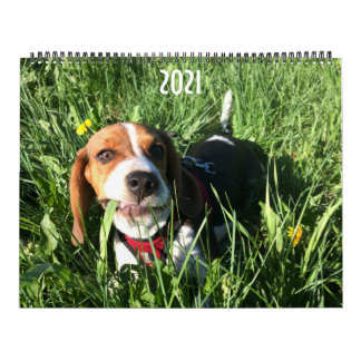 Calendrier Beagle 2021