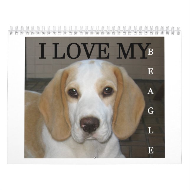 Calendrier Beagle Calender (Protection)