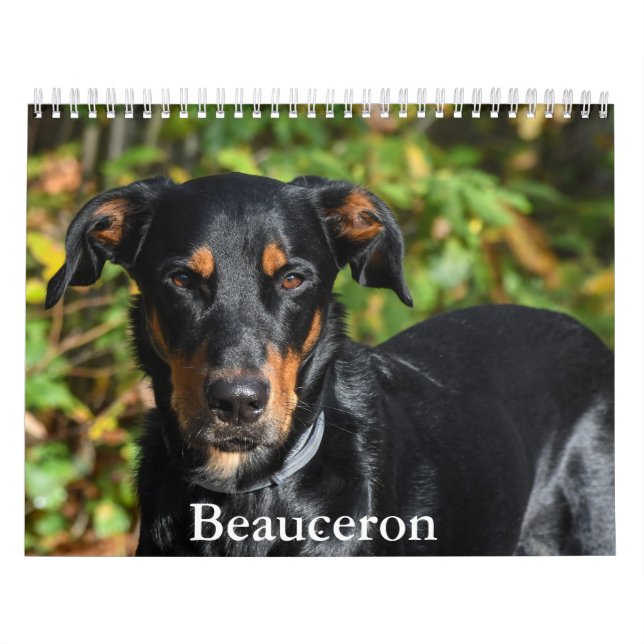 Calendrier Beauceron (Protection)