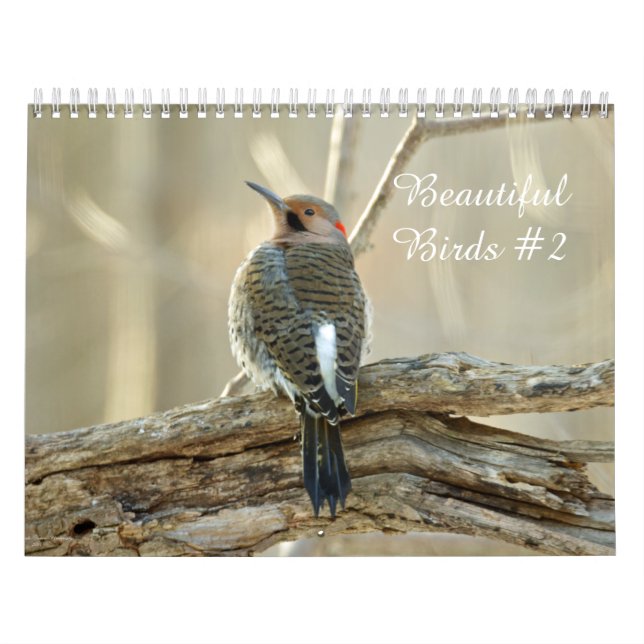 Calendrier Beaux oiseaux #2 (Protection)