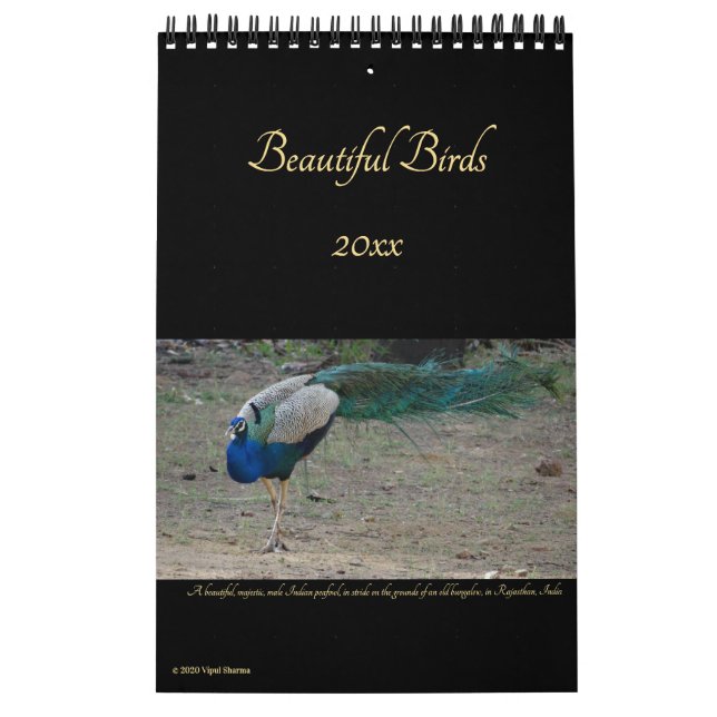 Calendrier Beaux oiseaux Photographie de la nature Oiseaux 20 (Protection)