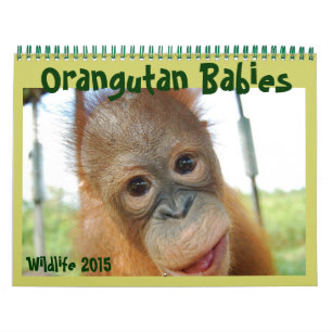 Calendrier Bébés d'Orangoutan