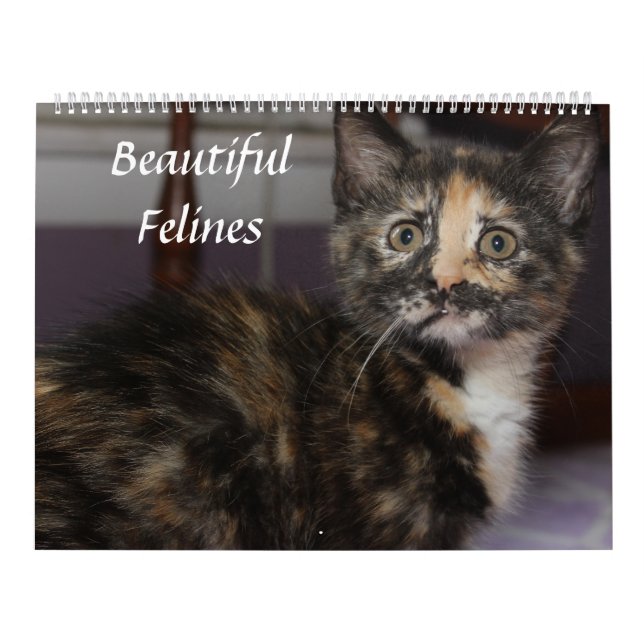 CALENDRIER BELLES FELINES (Protection)