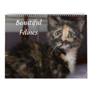 CALENDRIER BELLES FELINES