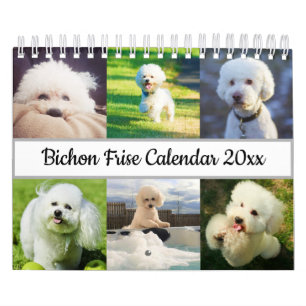 Calendrier Bichon Frise