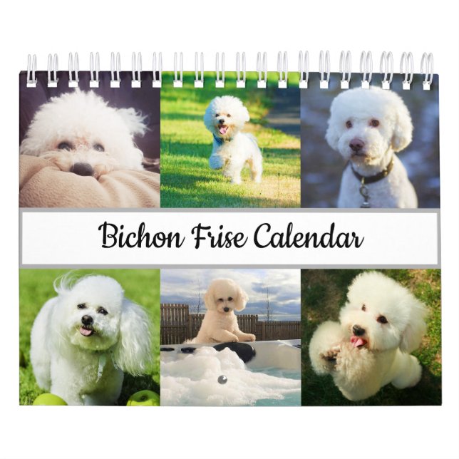 Calendrier Bichon Frise (Protection)