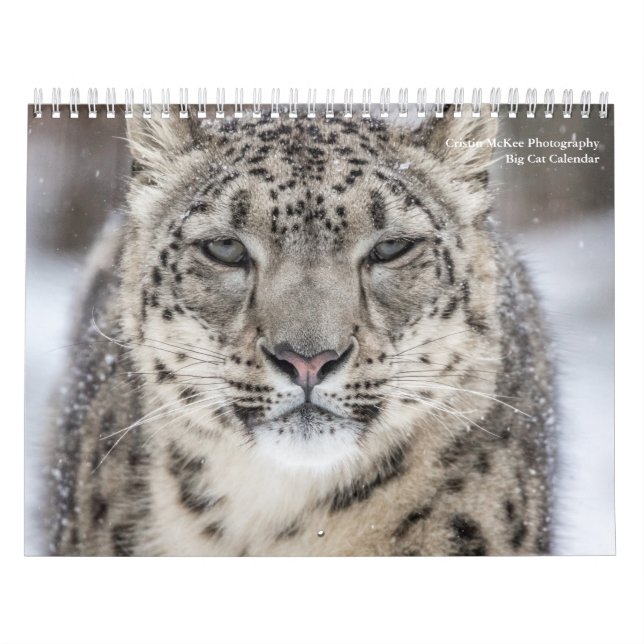 Calendrier Big Cats (Protection)