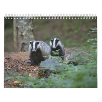 Calendrier Blaireaux Calendar Badgers Forêt Forest