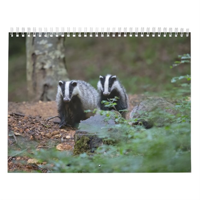 Calendrier Blaireaux Calendar Badgers Forêt Forest (Protection)