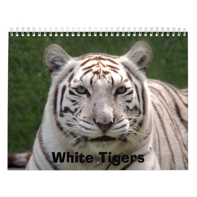 Calendrier blanc de tigres, tigres blancs (Protection)