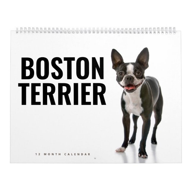 Calendrier Boston Terrier (Protection)