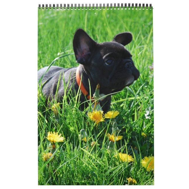 Calendrier bouledogue français superbe collection  (Protection)