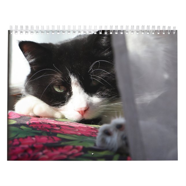 Calendrier Brave Sir Bébé (Protection)