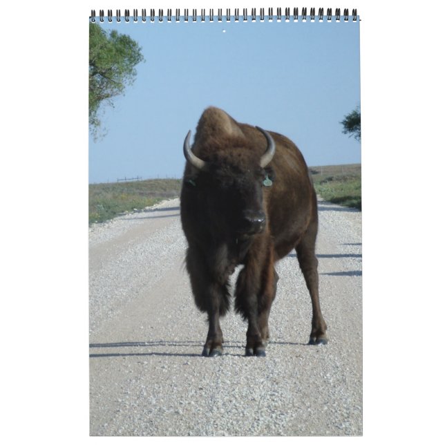 Calendrier Buffaloed (Protection)