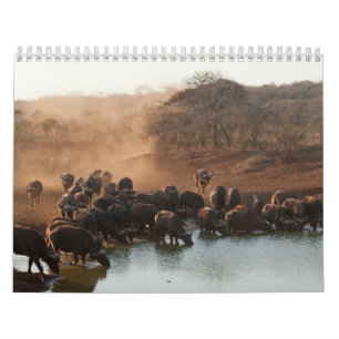 Calendrier Buffle Calendar Buffalo Animal