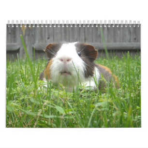 Calendrier Calander de cobaye