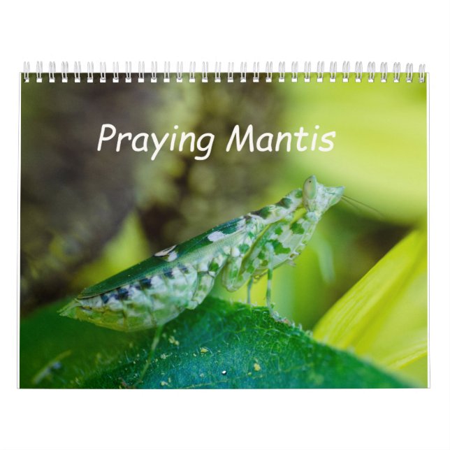 Calendrier Calendar insects de Praying Mantis (Protection)