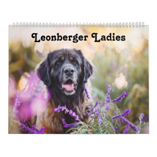 Calendrier Calendar - Leonberger Ladies