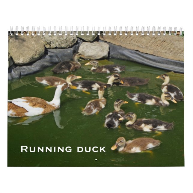 Calendrier Canard courant (Protection)