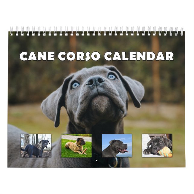 Calendrier Cane Corso (Protection)
