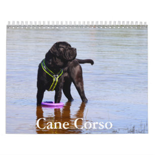 Calendrier Cane Corso Dog