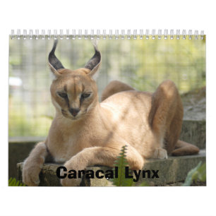 Calendrier CaracalBCR058, Caracal Lynx