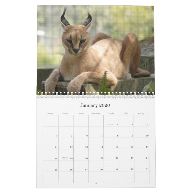 Calendrier CaracalBCR058, Caracal Lynx (Jan 2026)