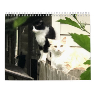 Calendrier Cat