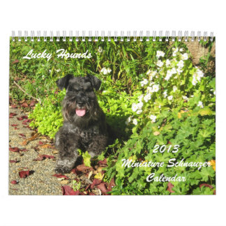 Calendrier chanceux 2013 de Schnauzer miniature de