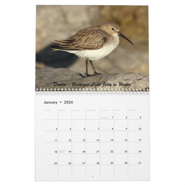 Calendrier Charadriidés de New Jersey (Jan 2026)