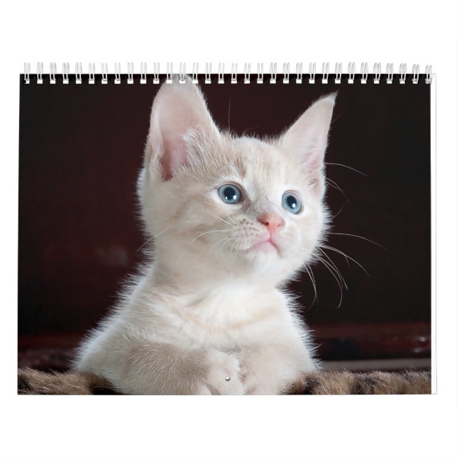 Calendrier chat sphynx Cute (Protection)