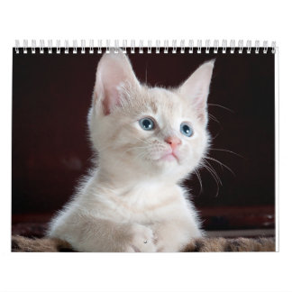 Calendrier chat sphynx Cute