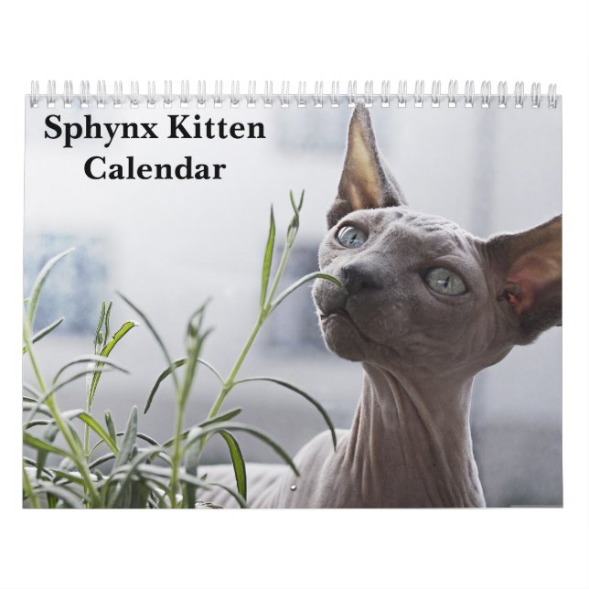 Calendrier Chaton Sphynx 2027 (Protection)