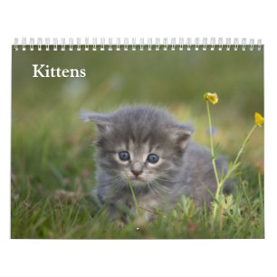 Calendrier Chatons Mignons 2027