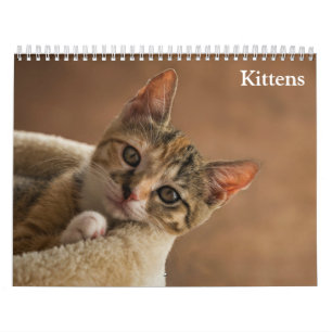 Calendrier Chatons Mignons 2027