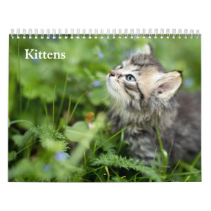 Calendrier Chatons Mignons 2027